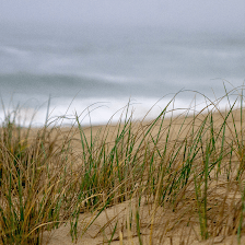 Beach Grass OBX