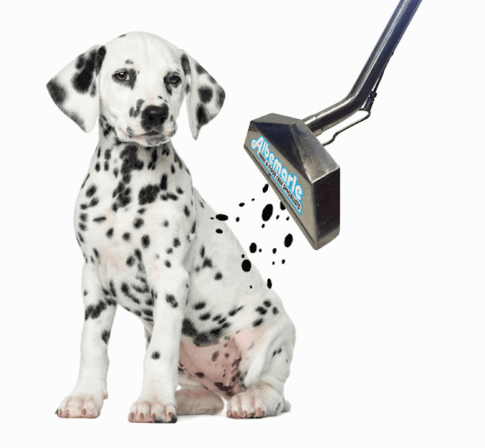 Albemarle Fabric & Floor Care