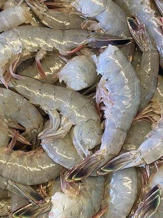 Diamond Shoal Shrimp Co.