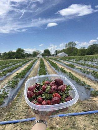 Williams Strawberry Farm