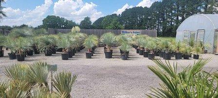 Walkers Palms and Exotic Plants