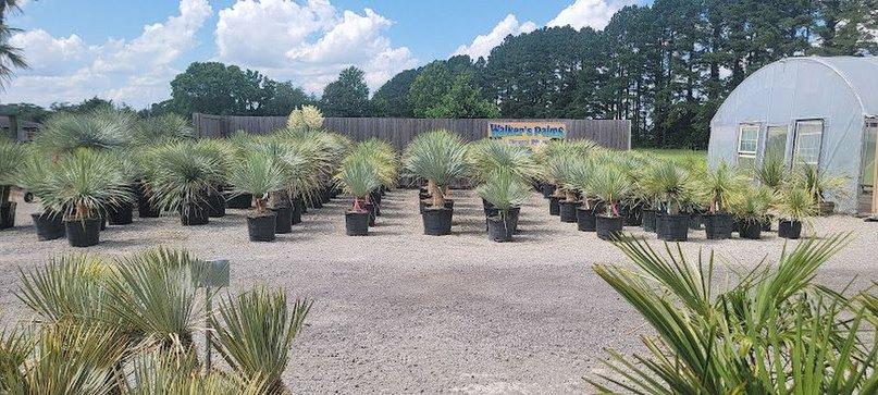Walkers Palms and Exotic Plants