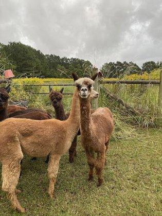 Alpacawaka Barn and Pastures