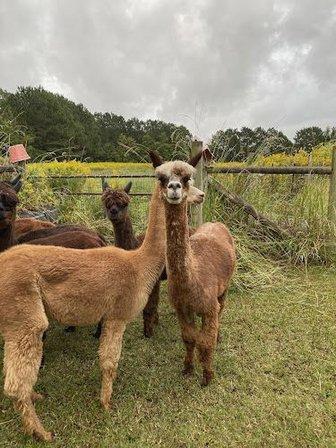 Alpacawaka Barn and Pastures