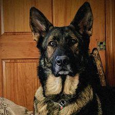 Greater Coastal Canine Academy, Dog Training