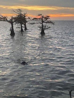 High Cypress