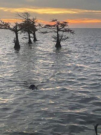 High Cypress