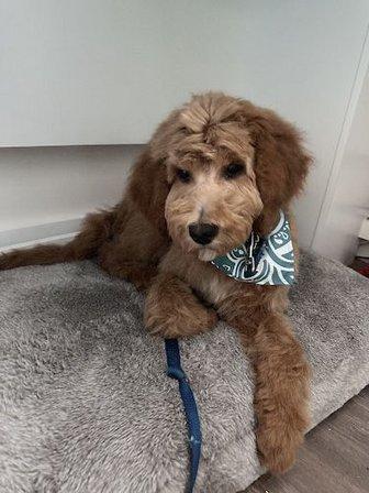 Joy Paws Grooming LLC