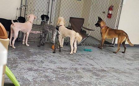 River City Bark and Park