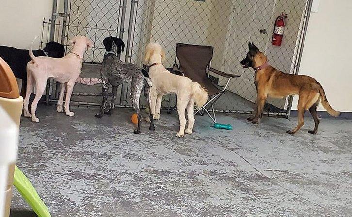 River City Bark and Park