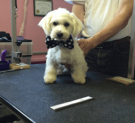 Dog Gone Chic Pet Grooming