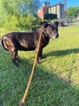 Colonial Canine LLC - Elizabeth City