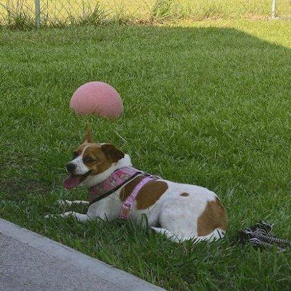 Currituck Animal Services and Control