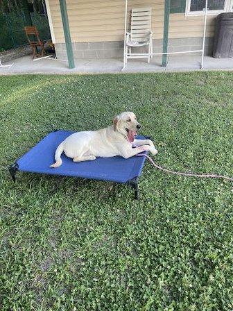 Kathy's Balanced & Behaved K-9's LLC
