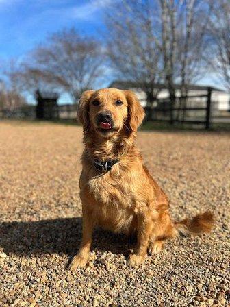 Rose Breyer Retrievers