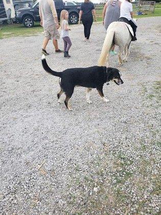 Southern Hope Animal Rescue