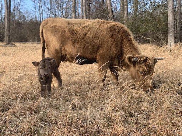 Twisted Willow Farm & Abattoir