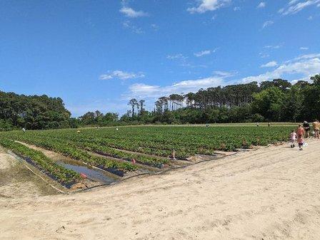 Point Harbor Pick Your Own Strawberries and blueberries