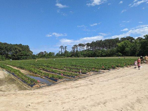 Point Harbor Pick Your Own Strawberries and blueberries