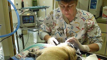 Small Paws Veterinary Clinic