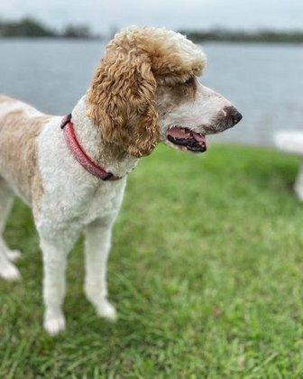 Lannon's Animal Hospital
