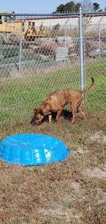 SPCA of Northeastern NC