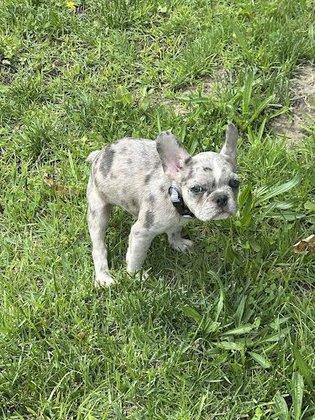 East Coast Frenchie