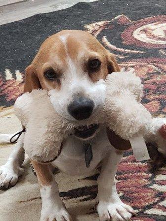 Grandy Beagle Rescue and Animal Sanctuary