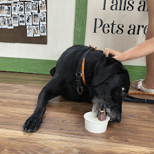 Lotsapaws Barkery and Boutique