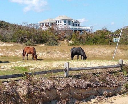 Wild Horse Adventure Tours