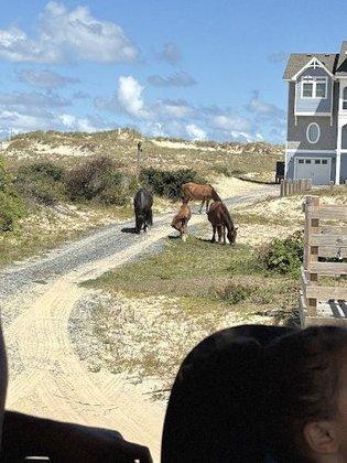 Back Country Safari Horse Tours
