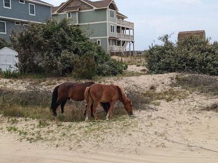 Corolla Wild Horse Tours