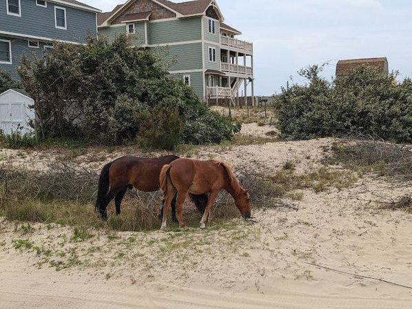 Corolla Wild Horse Tours
