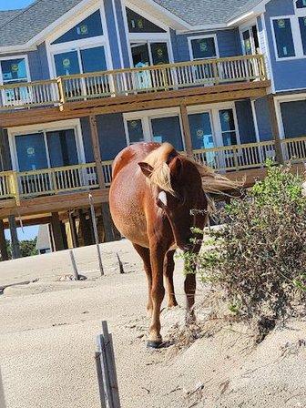 Bob's Wild Horse Tours