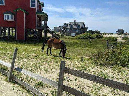 Corolla Wild Horse Fund