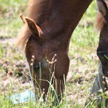 Back Beach Wild Horse Tours