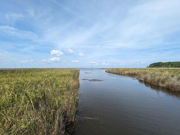 Currituck Banks Maritime Forest Trail Lookout