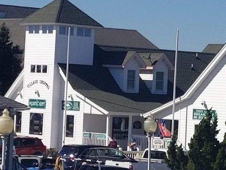Dolphin Watch Gallery