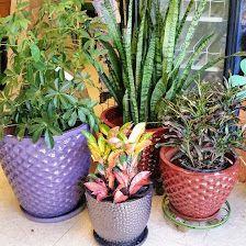 Island Garden Center