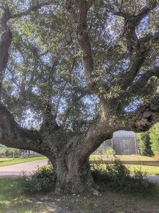 The Cora Tree
