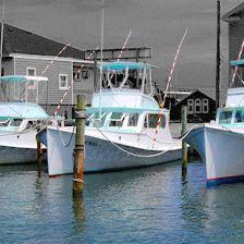 Albatross Fleet