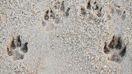 Ocean Sands K-9 Resort