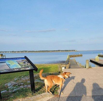 OBX Paradise Petsitting