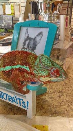 Pet Gallery