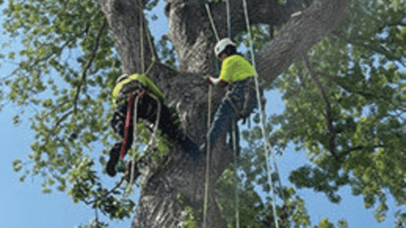Rumaldo Landscape & Tree Service