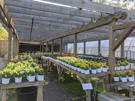 Kitty Hawk Garden Center