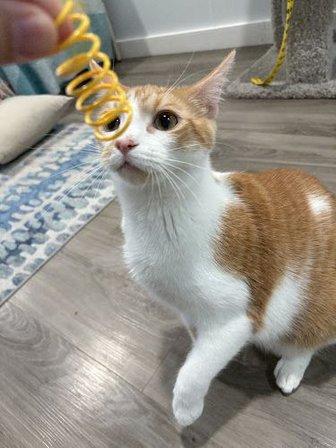 Meowter Banks Cat Cafe