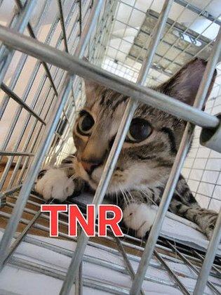 Feline Hope