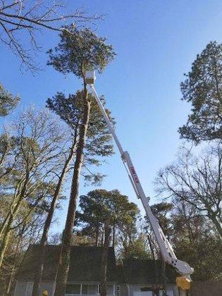 ATX Atlantic Tree Experts