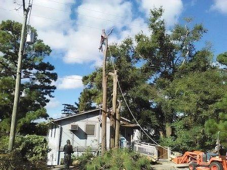 William's Tree Service